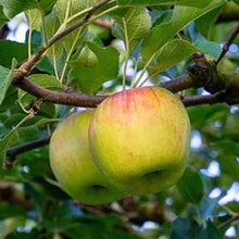 画像をギャラリービューアに読み込む, 山形県産　旬のりんご　5kg（15個）【高橋農園】
