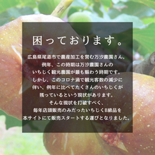 画像をギャラリービューアに読み込む, 広島産　旬のフルーツをよりおトクに！B級品「日本いちじく」　300ｇ×3パック【万汐農園】
