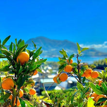画像をギャラリービューアに読み込む, 広島産　季節の柑橘をお届け！　無添加100％ジュース10本セット【守夢】
